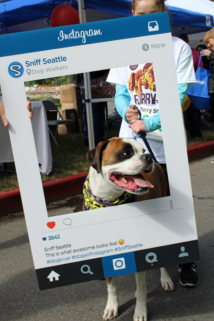 Furry 5K 2016 Sniff Seattle Instagrams Pics