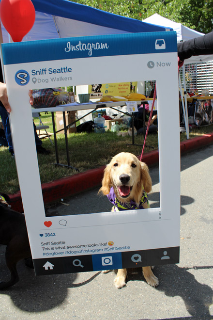 Furry 5K 2016 Sniff Seattle Instagrams Pics