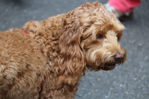 Furry 5K Photos, Dog Photos, Sniff Seattle Bellevue Dog Walkers