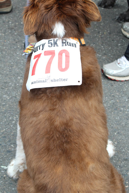 Furry 5K Photos, Sniff Seattle Tent, Sniff Seattle Bellevue Dog Walkers