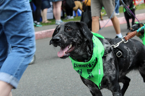 Furry 5K Photos, Dog Photos, Sniff Seattle Bellevue Dog Walkers