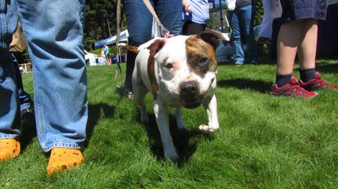 ShoreDog, Summer DogFest, Sniff Seattle Dog Walkers