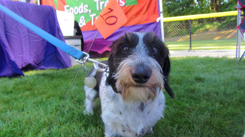 ShoreDog, Summer DogFest, Sniff Seattle Dog Walkers