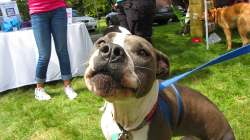 Sniff Seattle Mercer Island, Go Dog Go Kirkland, Eastside Seattle Pet Care