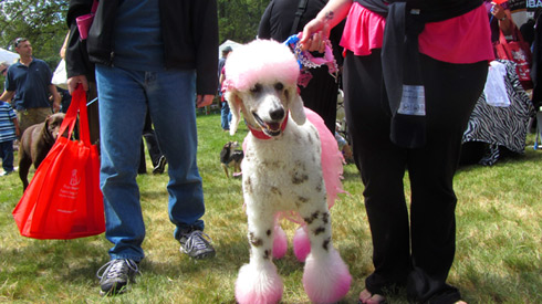 Go Dog Go, Kirkland Canine Festival, Sniff Seattle Kirkland Dog Walkers