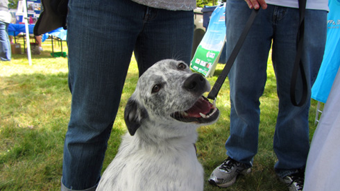 Go Dog Go Kirkland Canine Festival, Sniff Seattle, Dog Events