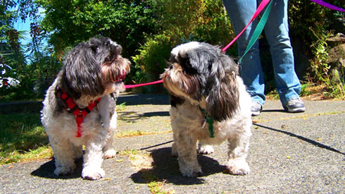 Sniff Seattle Dog Walkers, Dog Walking In Greenwood, Shih Tzus, 98103