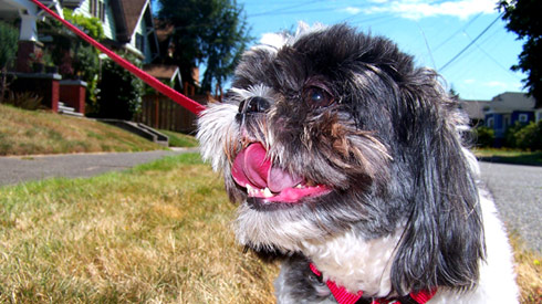 Sniff Seattle Dog Walkers, Dog Walkers 98103 98117, Shih Tzus