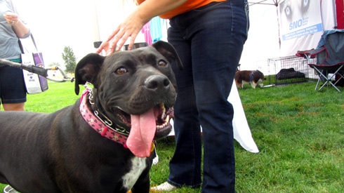 Pasado's Safe Haven, Bark At Marymoor Park, Sniff Seattle Kirkland Dog Walkers