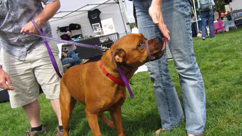 Pasado's Safe Haven, Bark At Marymoor Park, Sniff Seattle Bothell Dog Walkers