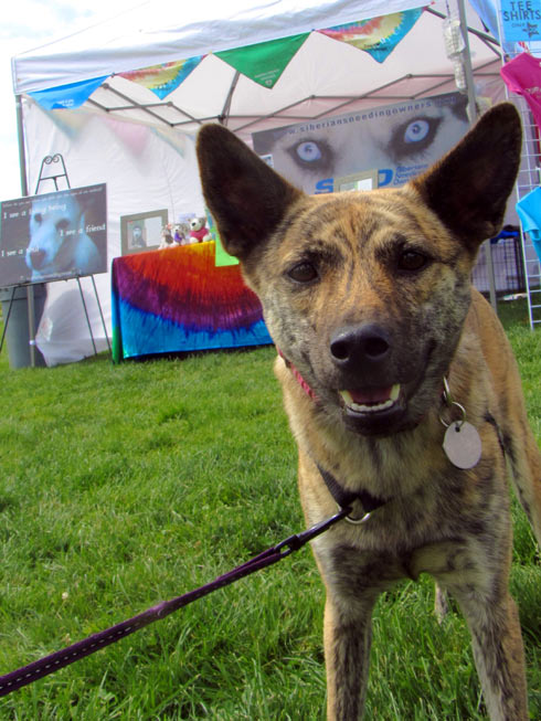 Pasado's Safe Haven, Bark At Marymoor Park, Sniff Seattle Kirkland Dog Walkers