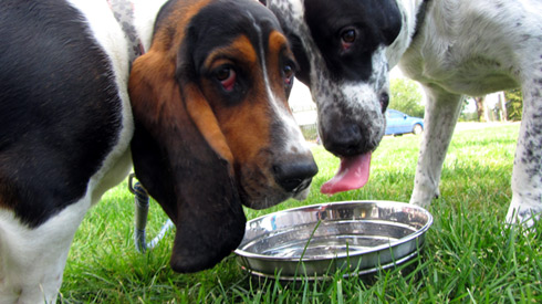 Pasado's Safe Haven, Bark At Marymoor Park, Sniff Seattle Bellevue Dog Walkers
