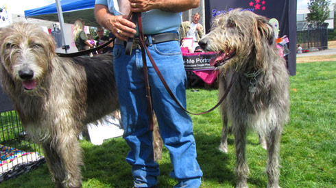 Pasado's Safe Haven, Bark At Marymoor Park, Sniff Seattle Redmond Dog Walkers