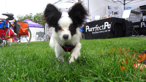 Pasado's Safe Haven, Bark At Marymoor Park, Sniff Seattle Redmond Dog Walkers
