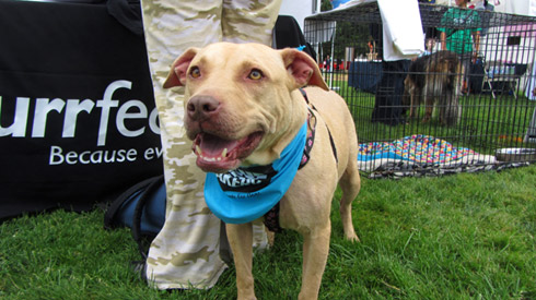 Pasado's Safe Haven, Bark At Marymoor Park, Sniff Seattle Mercer Island Dog Walkers