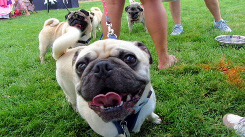 Pasado's Safe Haven, Bark At Marymoor Park, Sniff Seattle Bothell Dog Walkers