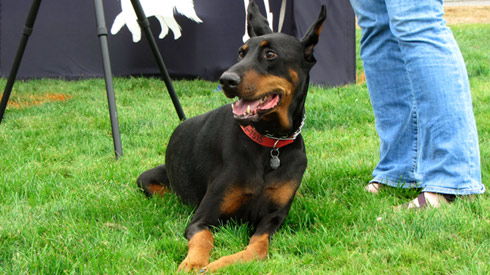 Pasado's Safe Haven, Bark At Marymoor Park, Sniff Seattle Redmond Dog Walkers