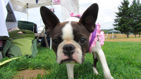 Pasado's Safe Haven, Bark At Marymoor Park, Sniff Seattle Bellevue Dog Walkers