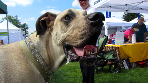 Pasado's Safe Haven, Bark At Marymoor Park, Sniff Seattle Kirkland Dog Walkers