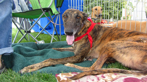 Pasado's Safe Haven, Bark At Marymoor Park, Sniff Seattle Mercer Island Dog Walkers