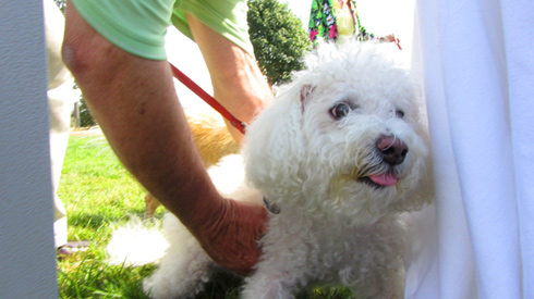 Pasado's Safe Haven, Bark At Marymoor Park, Sniff Seattle Bothell Dog Walkers