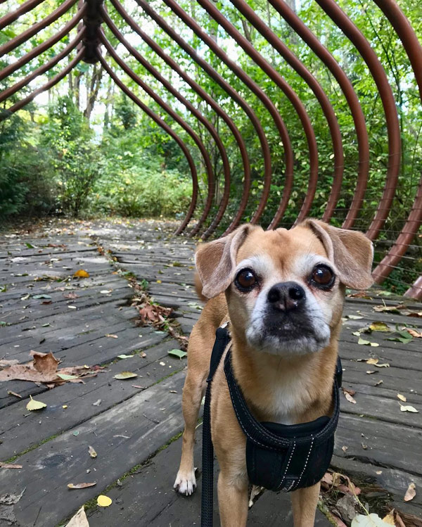 West Seattle Dog Walking
