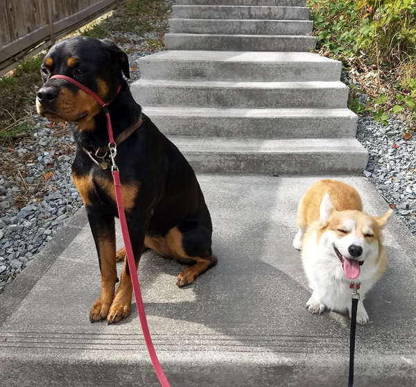 Dog Walking Columbia City