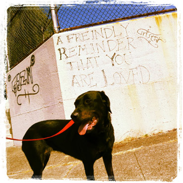 Labradors, NE Seattle Dog Walker