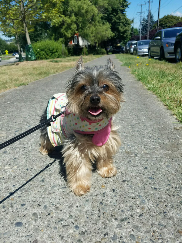 Queen Anne Yorkie