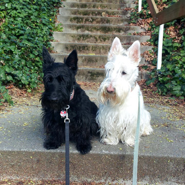 Monster And Boris From Fremont
