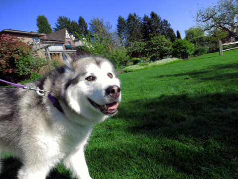 Selena The Malamute
