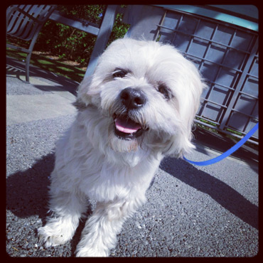 Shaggy From Greenwood