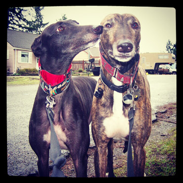 Royal And Raleigh The Greyhounds