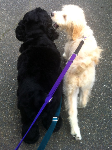 Enzo And Cleo, Queen Anne Dog Walking