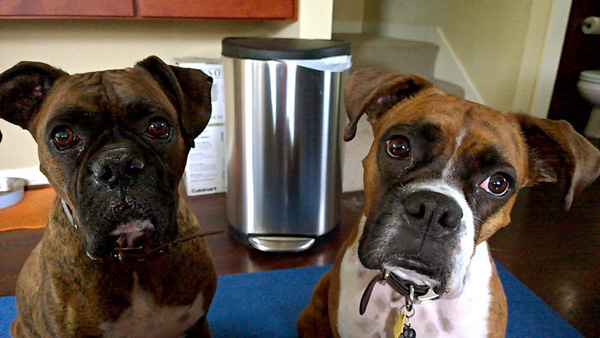 Fred And Suma, Boxer (Dog)