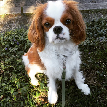 Henry From Queen Anne, Cavalier King Charles Spaniel