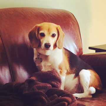 Mae The Beagle