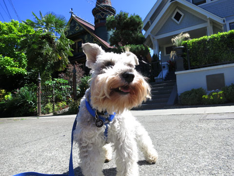 Otto From Queen Anne