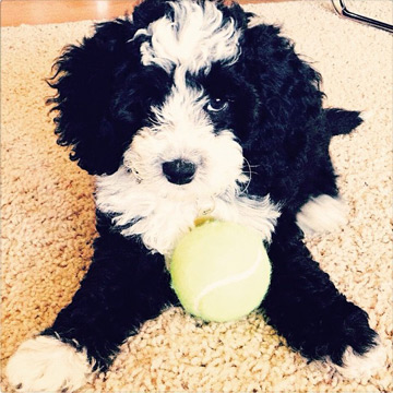 Panda, Cute Puppy