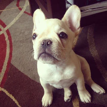 Seattle Puppies Steve The French Bulldog Sniff Seattle Dog Walkers