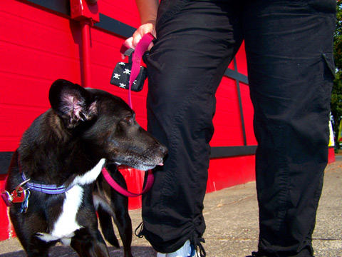 Ballard Dog Walkers, Sniff Seattle Dog Walkers, 98107