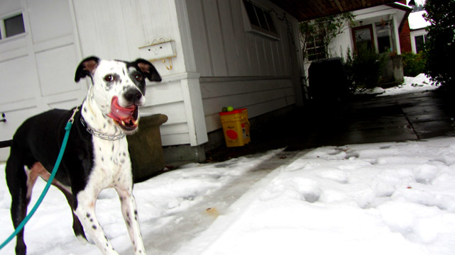 Ballard Snow Dog Walkers, 98107, Sniff Seattle Dog Walkers, Dalmatian
