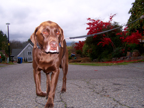 Dog Walking Shoreline, Sniff Seattle Dog Walkers, Chocolate Lab