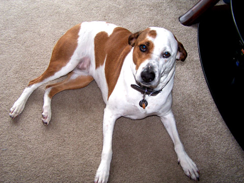 Pet Sitting In Seattle, 98119, Sniff Seattle Dog Walkers, Bailey The Boxer-Mix