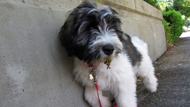 Puppy Care Bellevue, Sheepdogs, Sniff Seattle Dog Walkers