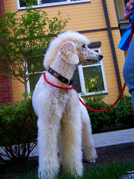 Sniff Seattle Dog Walkers, Bentley, Mohawk Poodle, Central District Seattle