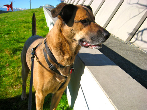 Dog Walking Belltown, Sniff Seattle Dog Walkers, Myrtle Edwards Park