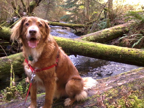 Golden Retrievers, Boeing Creek Park, Sniff Seattle Dog Walkers