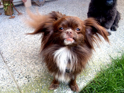 Sniff Seattle Dog Walkers, Butch, Shiranian, Fremont
