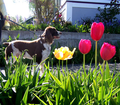 Dog Walking In Ballard, Sniff Seattle Dog Walkers, Springer Spaniel, Spring Flowers